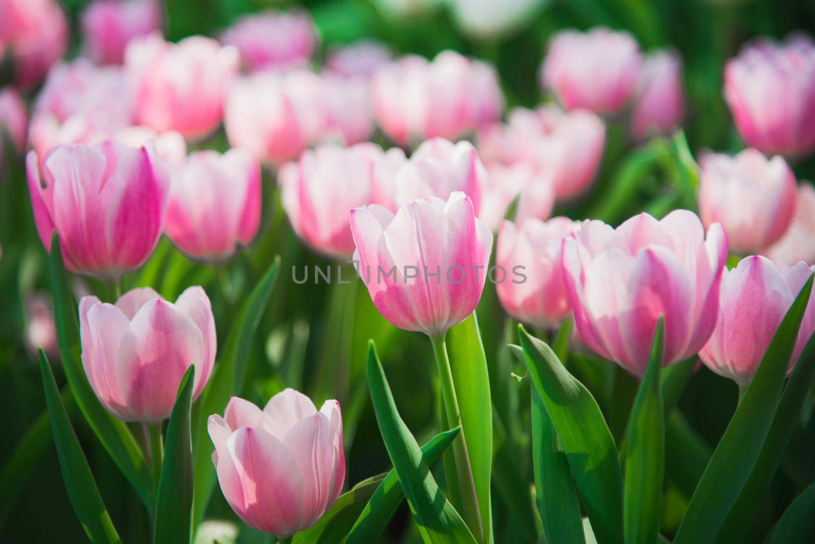 tulips in spring sun