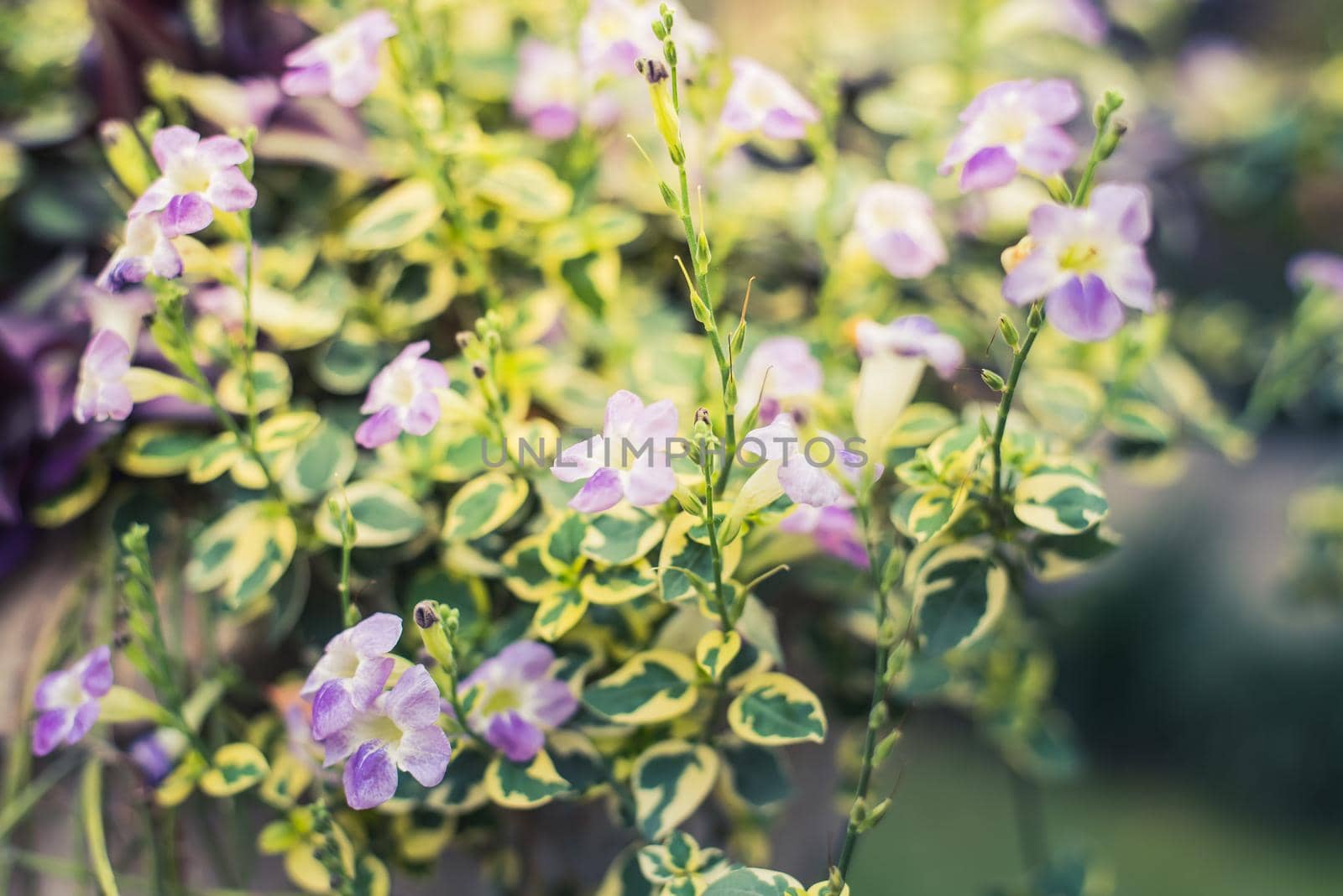 purple flower in garden by Wmpix