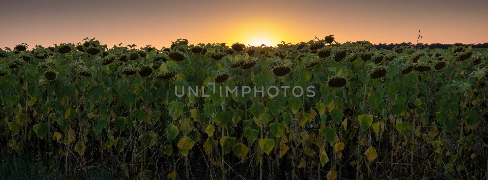 dark sunflowers at dusk and colorful sky of setting sun