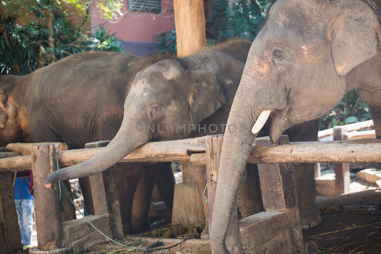 elephant at the zoo by Wmpix