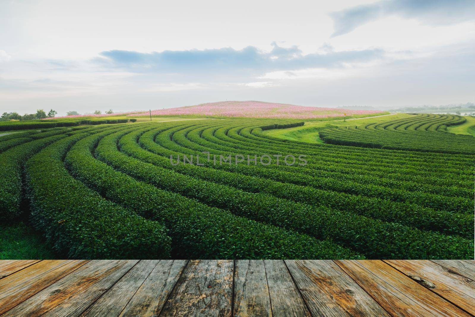 wood floor tea farm in the morning by Wmpix