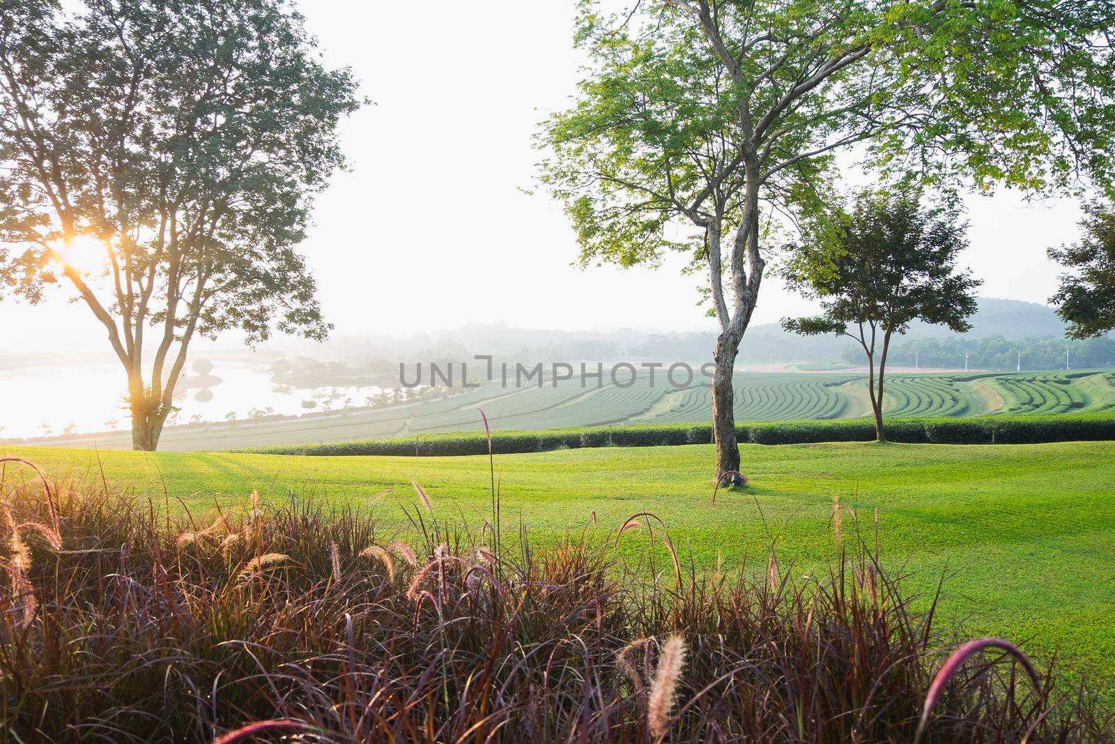 tea farm in the morning by Wmpix