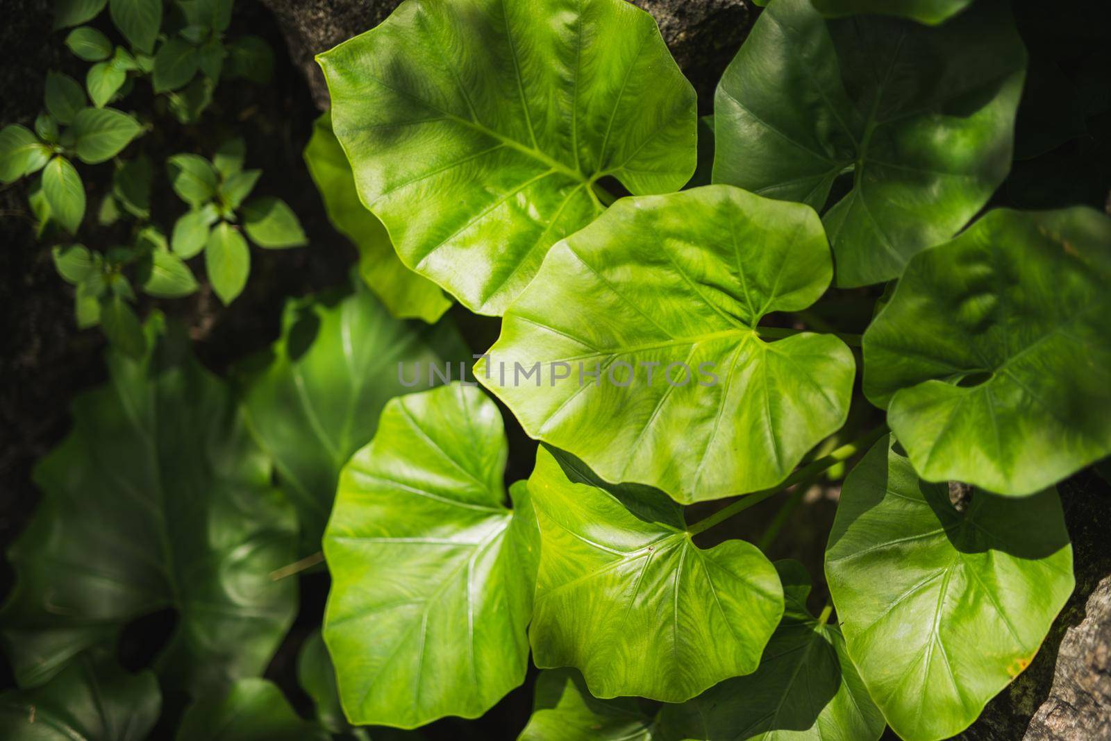 Green leaf background by Wmpix