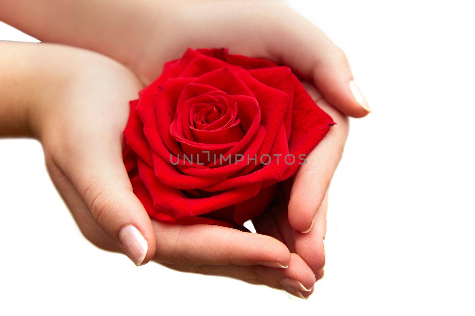 Female hands holding red rose on white, Close-up isolated