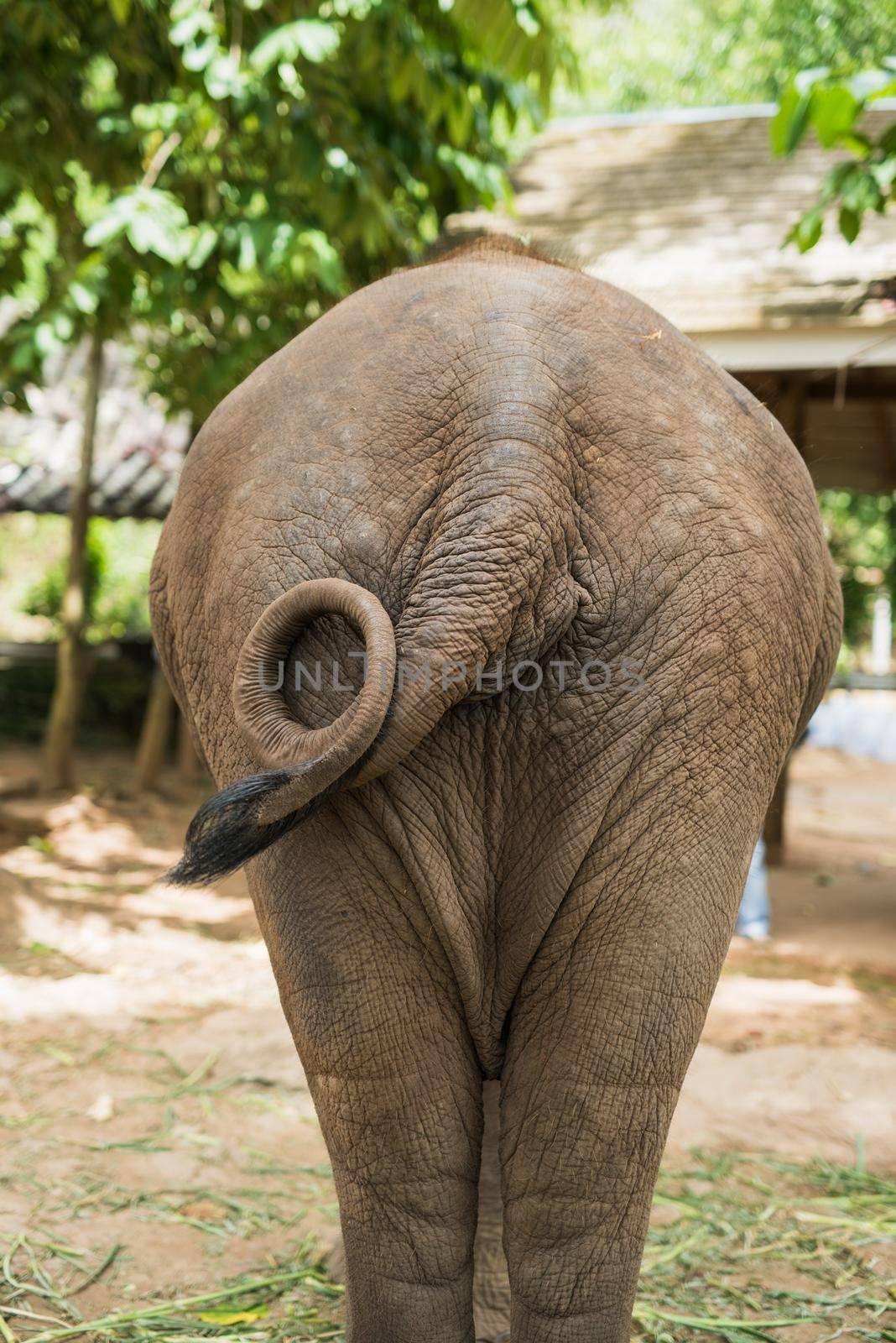 Elephant on back by Wmpix