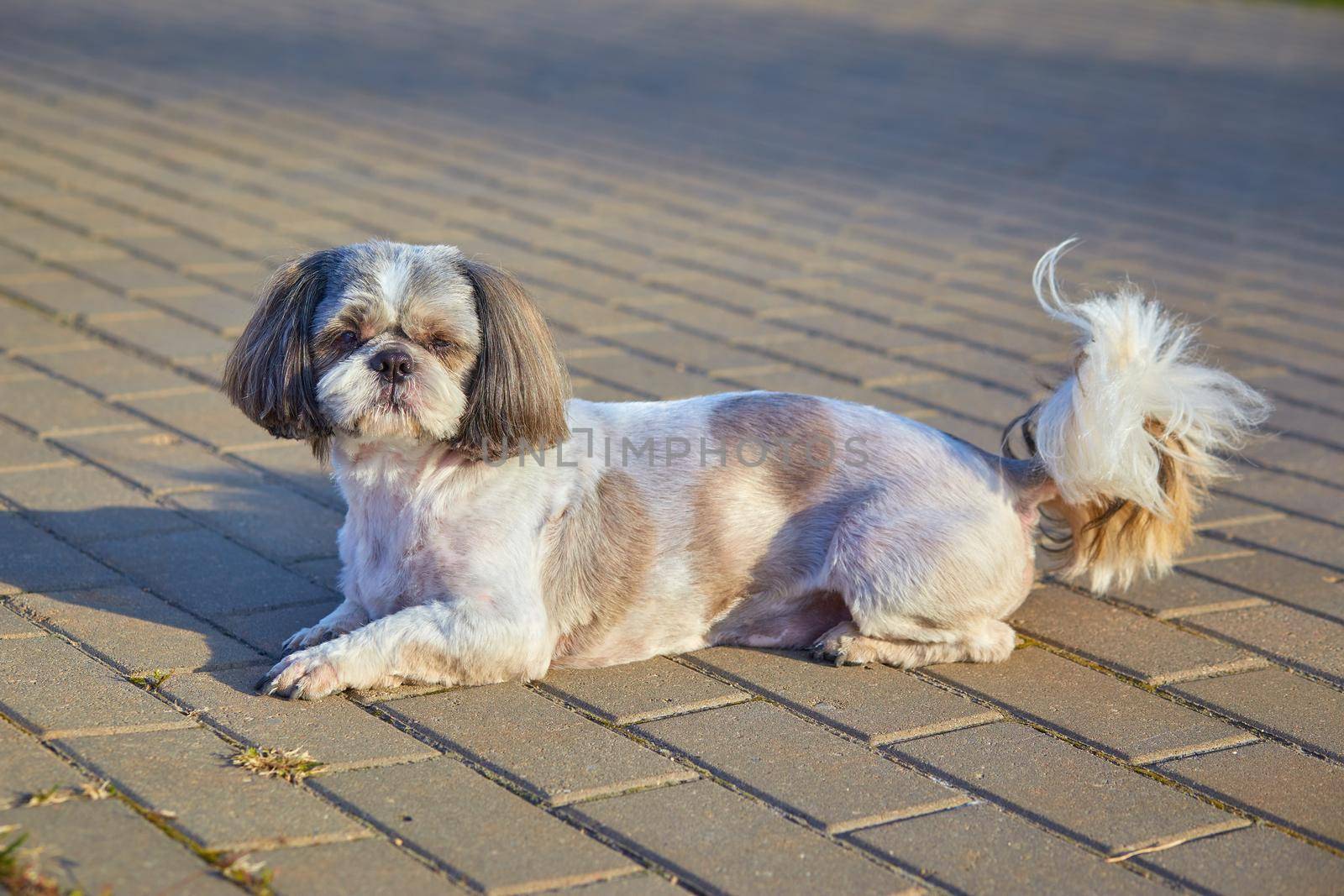 The dog Shih Tzu lies on the road by AliaksandrFilimonau