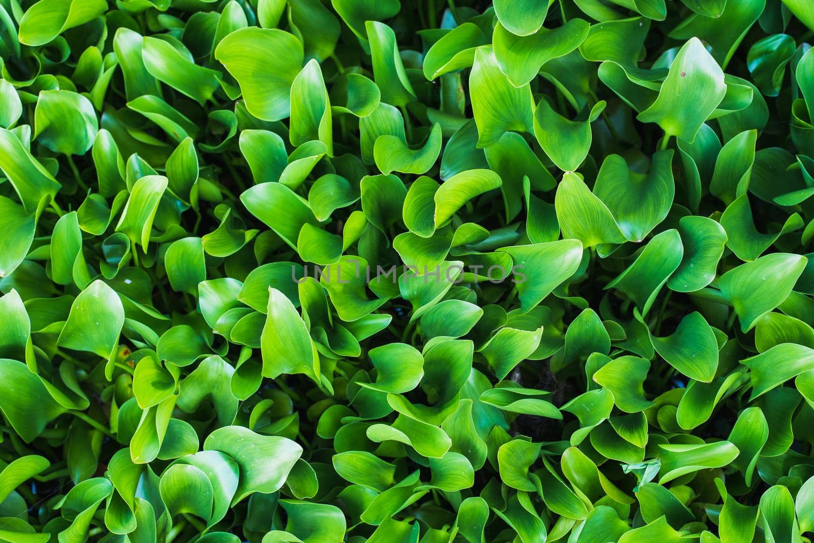 Fresh green leaf as a background