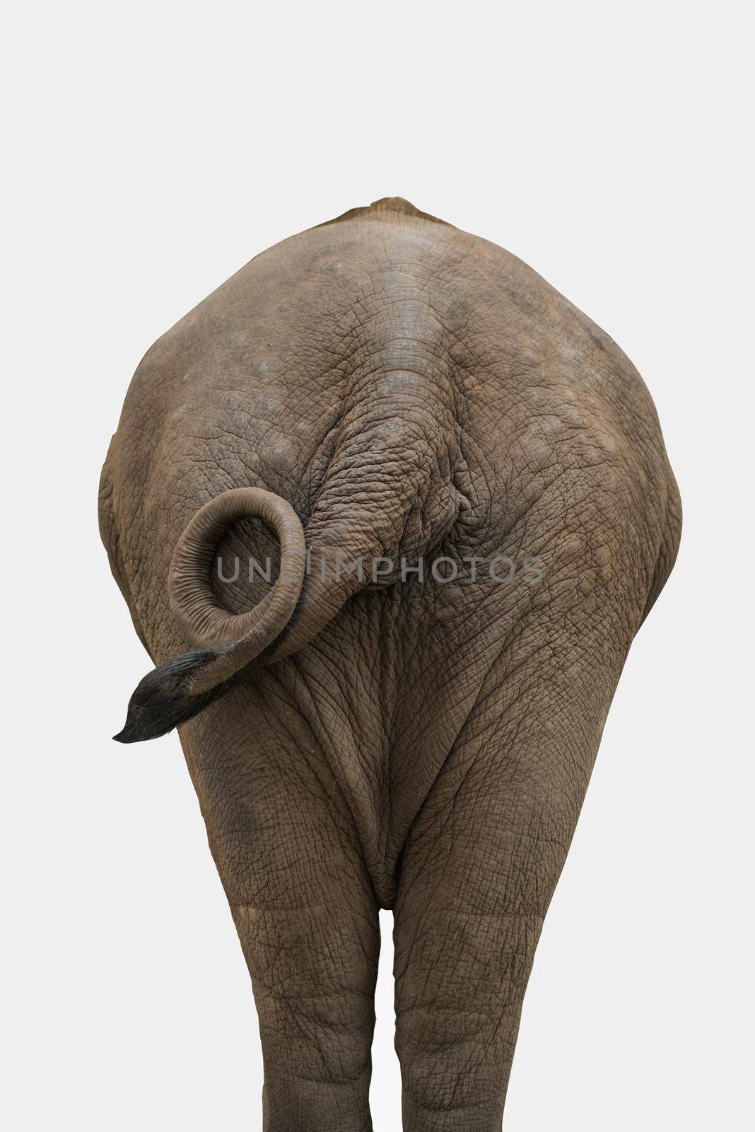 Elephant isolated on white by Wmpix