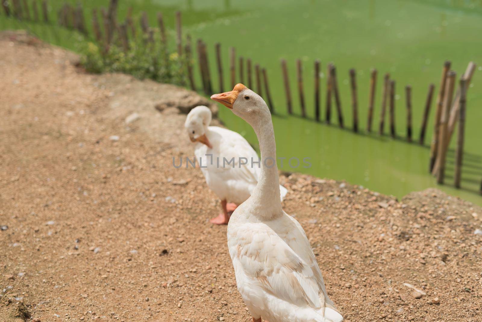White goose by Wmpix