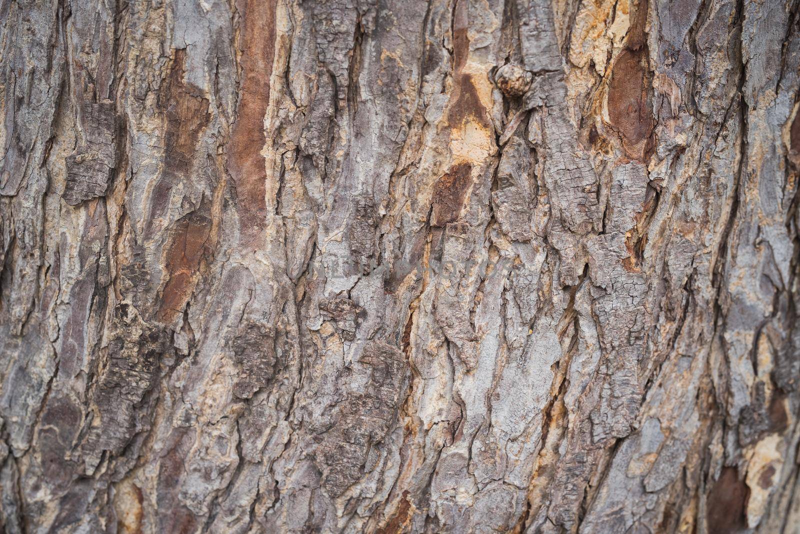 tree bark wood texture by Wmpix