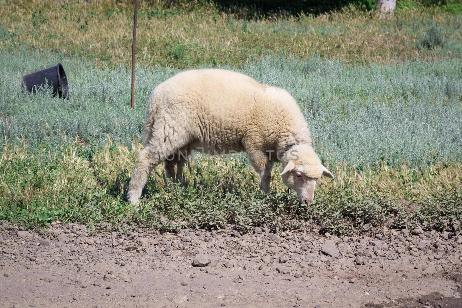 White sheep stands in grass pasture breeding