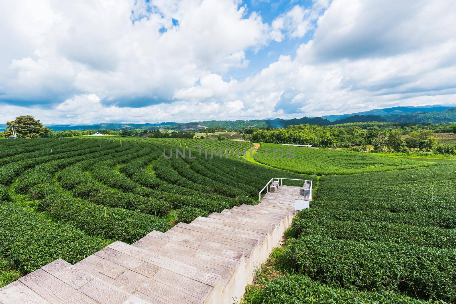 Tea farm at chiang rai, Thailand