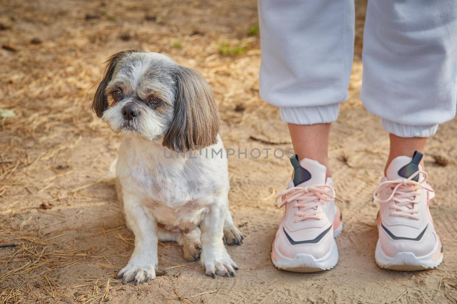 The dog Shih Tzu sits on the forest road at the feet of the owner.Selective focus