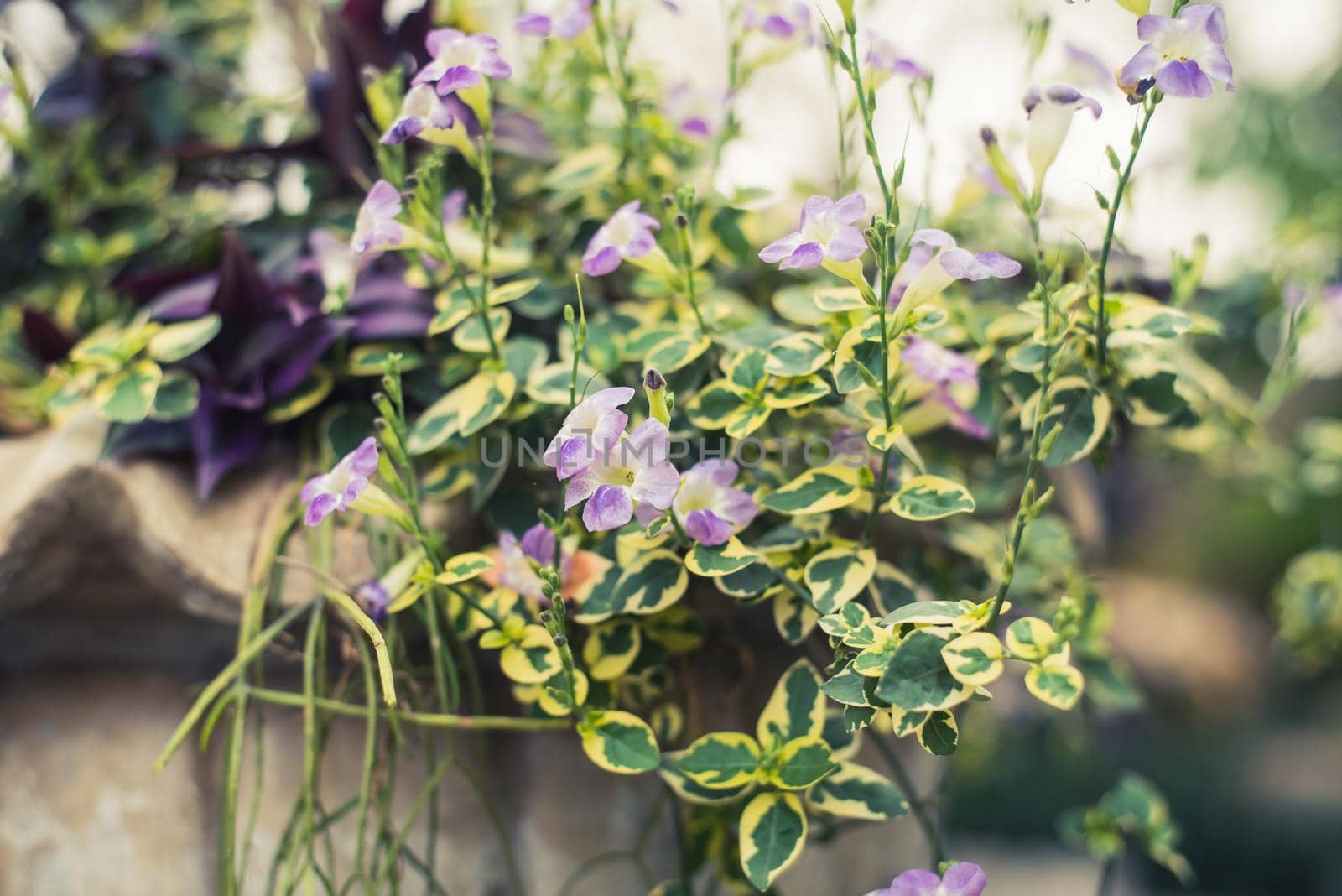 purple flower in garden