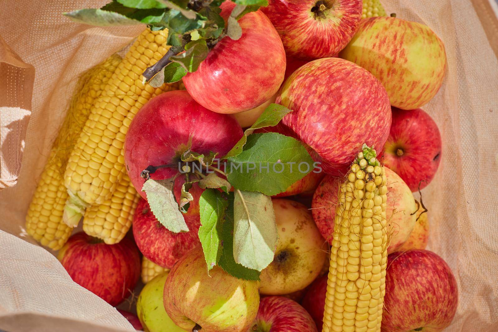 red apples and corn in the bag