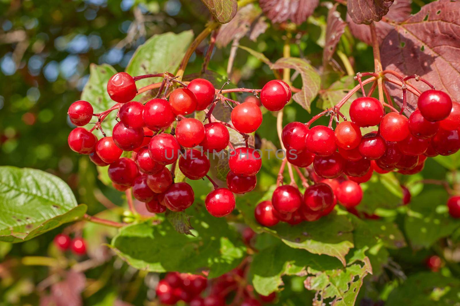 red viburnum berries on a branch.Selective focus