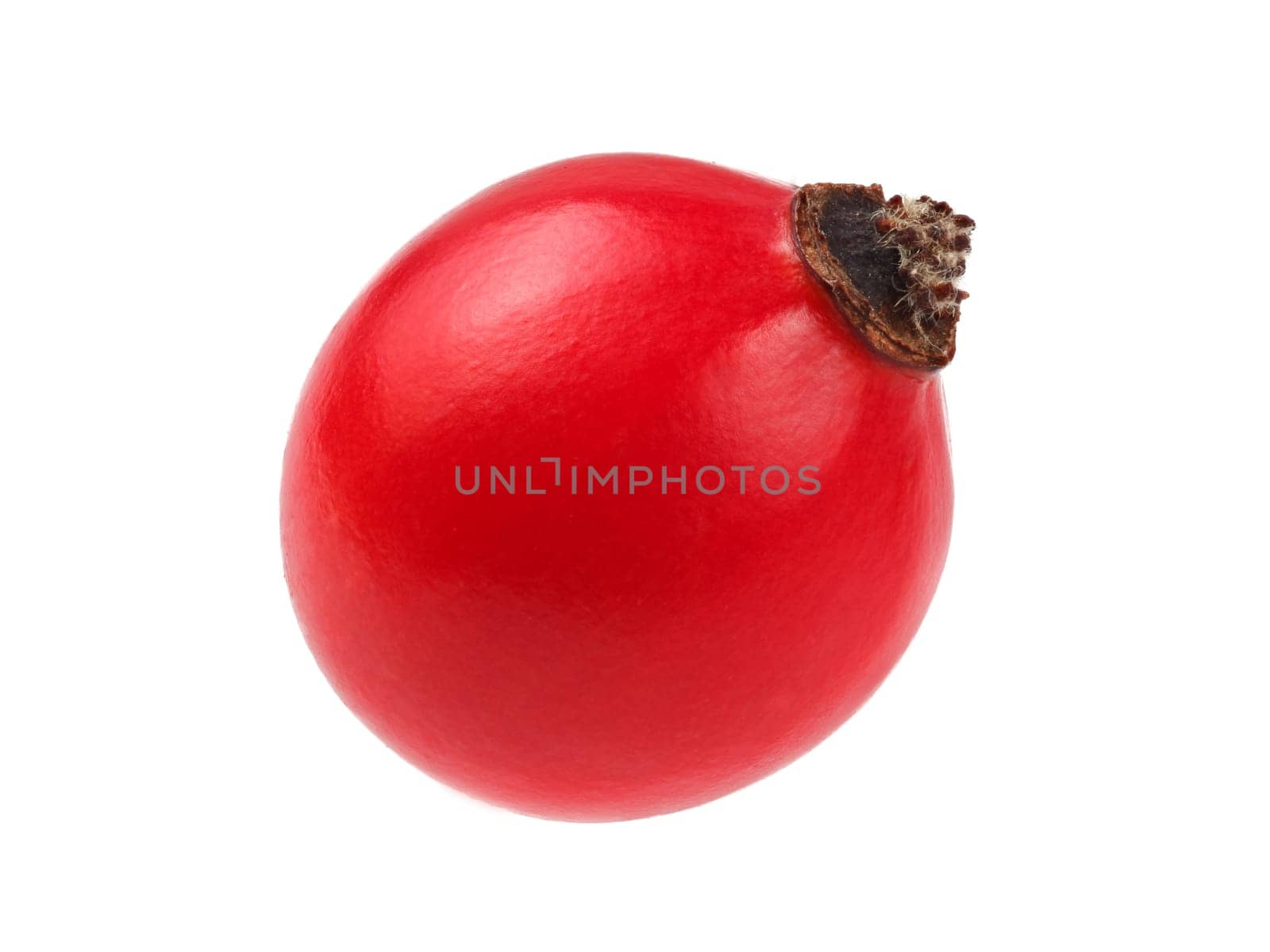 Single rosehip (dog rose fruit) isolated on white background.