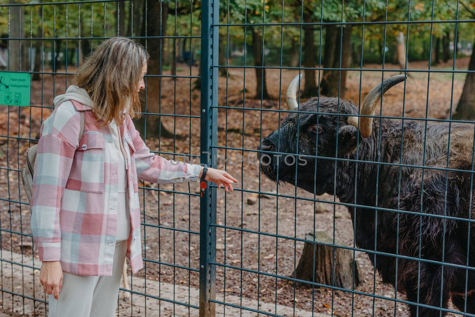 Beautiful little girl in pink coat feeding buffalo. Grl feeding buffalo at animal farm. Bison face under fencing paddock.