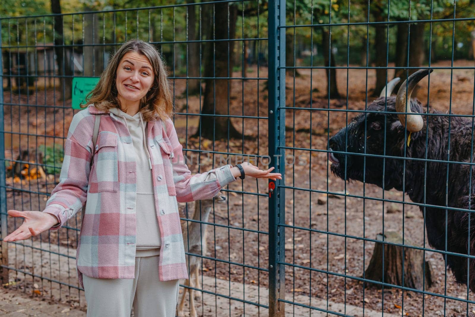 Beautiful little girl in pink coat feeding buffalo. Grl feeding buffalo at animal farm. Bison face under fencing paddock.