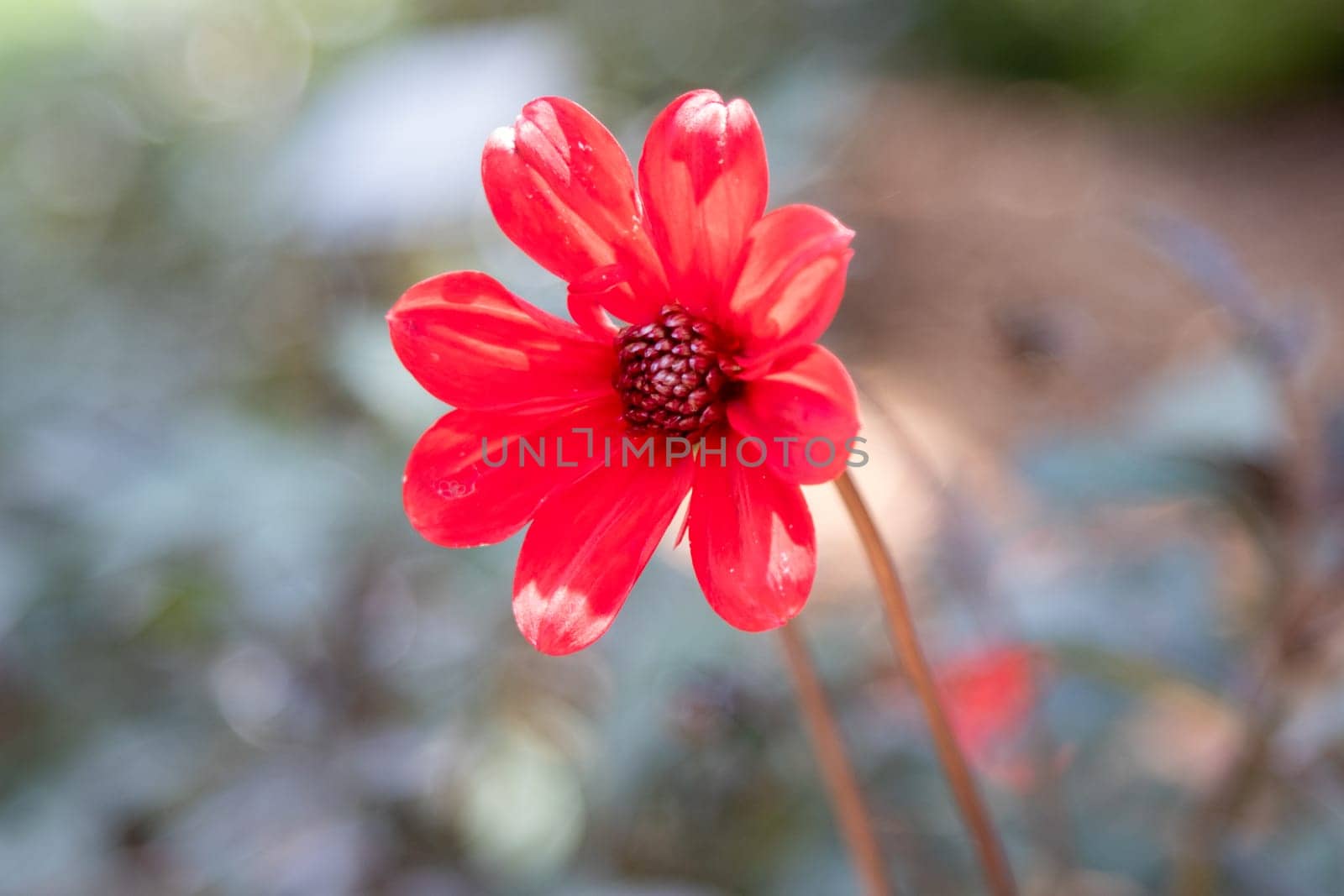 single bright red dahlia with long stem. High quality photo