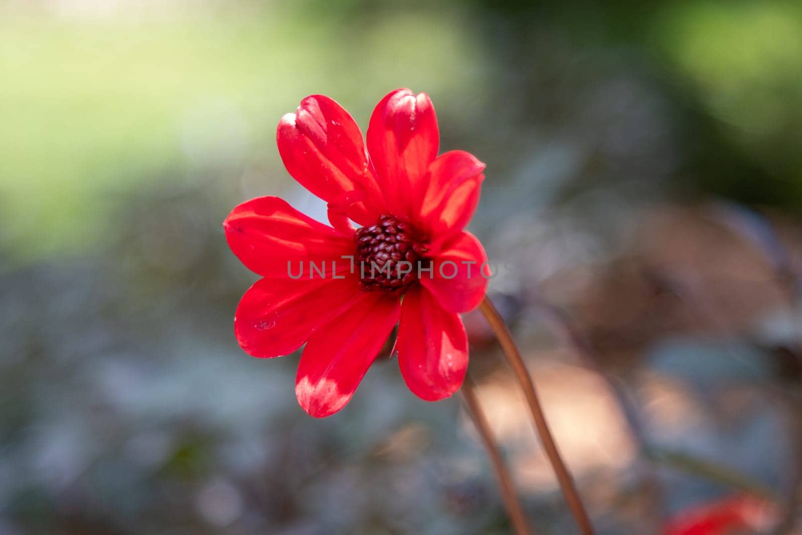 single bright red dahlia with long stem by gena_wells