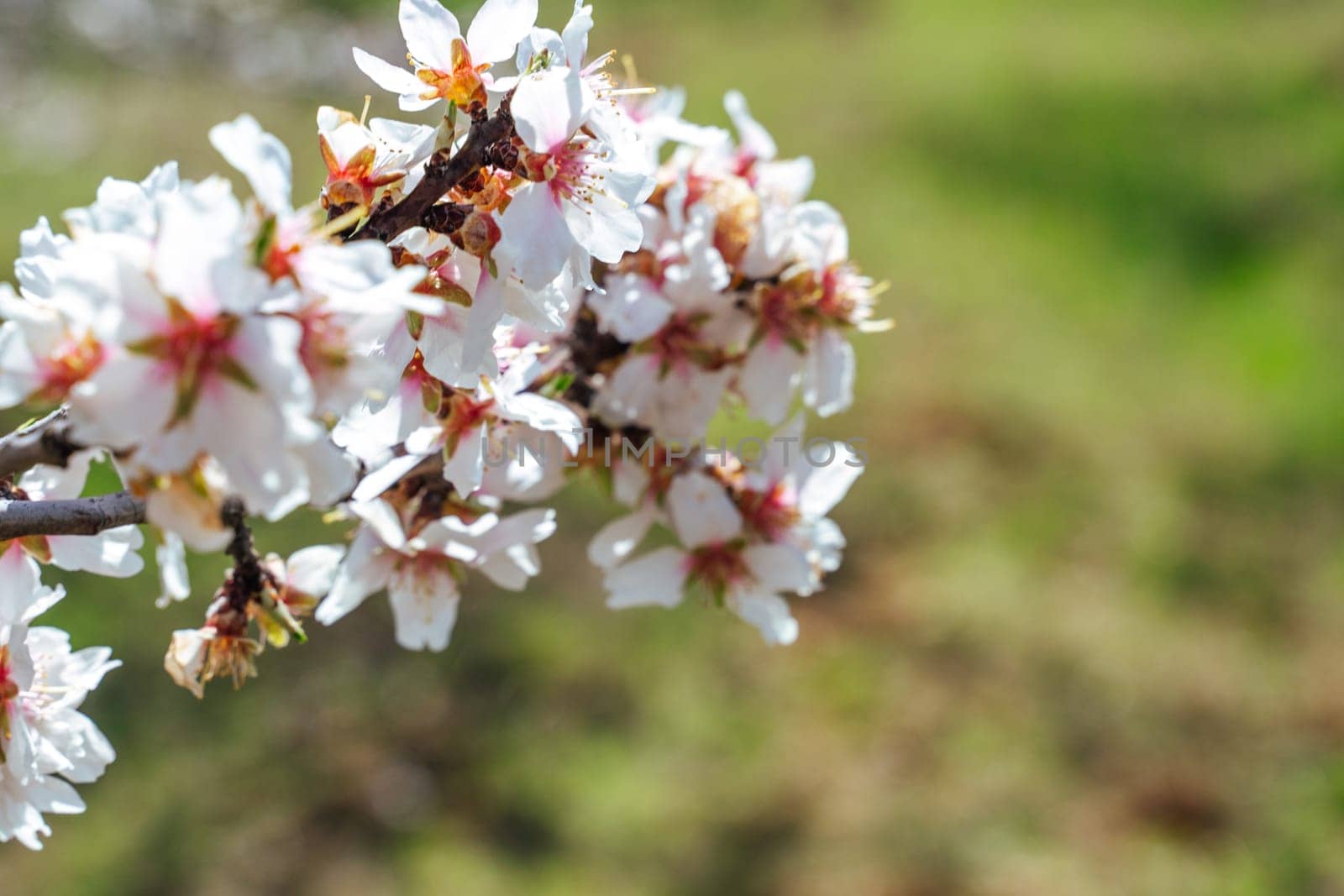 Beautiful almond blossoms on the almont tree branch