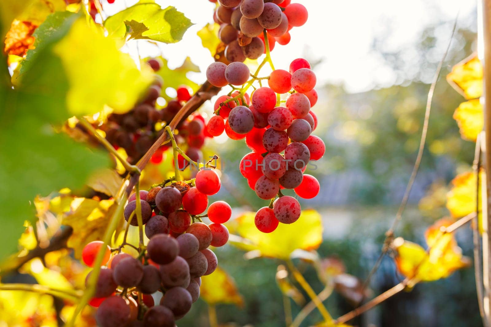 Blue grapes in a vineyard at sunset. Ripe grapes in the fall.
