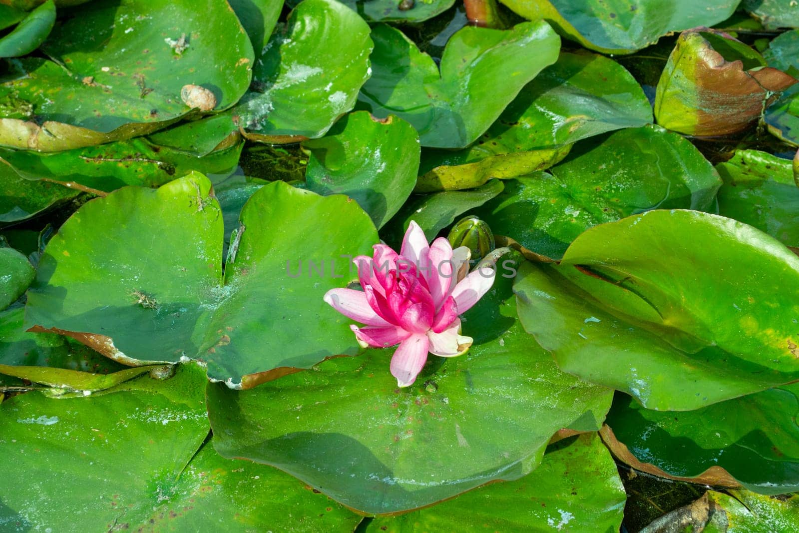 gentle pink flower among the green leaves of water lilies by feoktistova