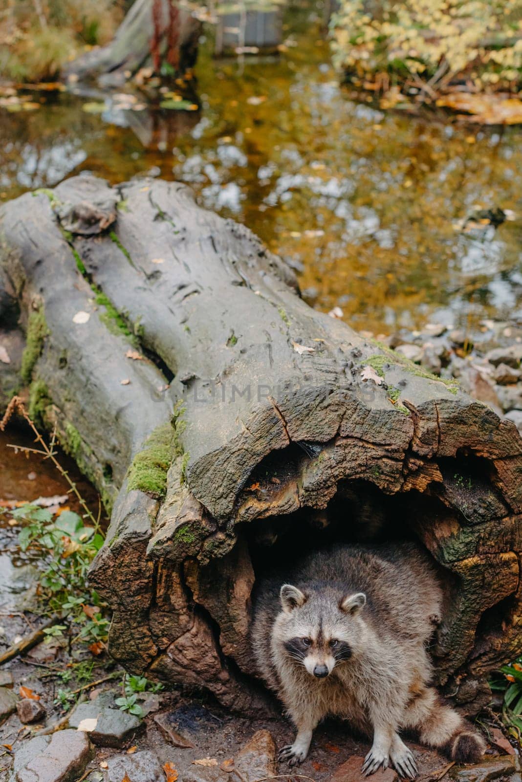 Gorgeous raccoon cute peeks out of a hollow in the bark of a large tree. Raccoon (Procyon lotor) also known as North American raccoon sitting hidden in old hollow trunk. Wildlife scene. Habitat North America, expansive in Europe, Asia. by Andrii_Ko