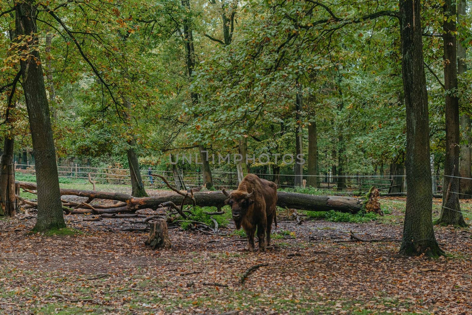 The European bison (Bison bonasus), also known as wisent or the European wood bison stands in green grass with an old forest in the background. The American bison and the European bison are the largest surviving terrestrial animals in North America and Europe.