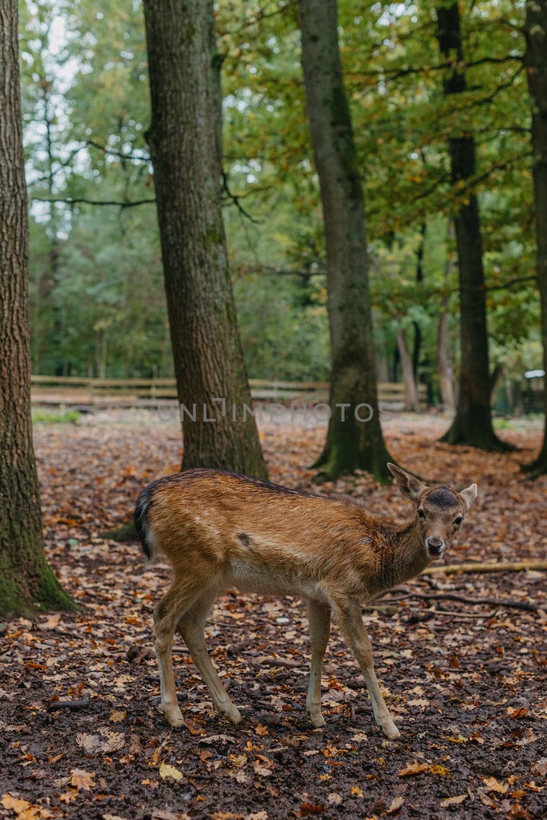 Female Red deer stag in Lush green fairytale growth concept foggy forest landscape image