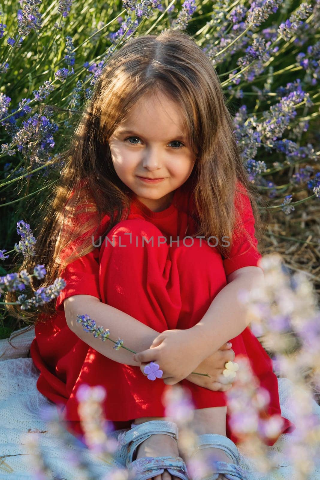 Portrait of cute little girl in the lavender flowers in meadow. by leonik