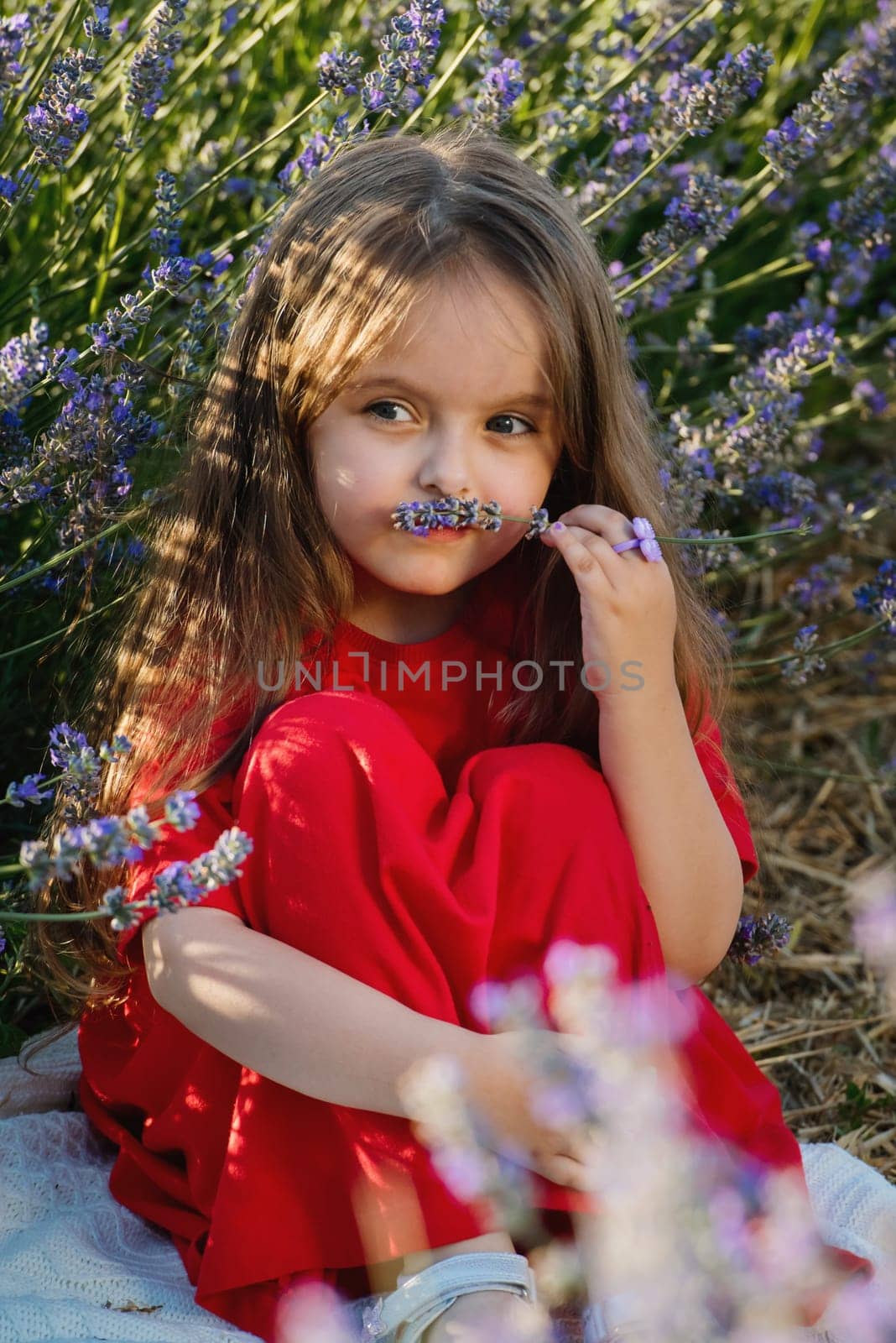 Portrait of cute little girl in the lavender flowers in meadow. by leonik