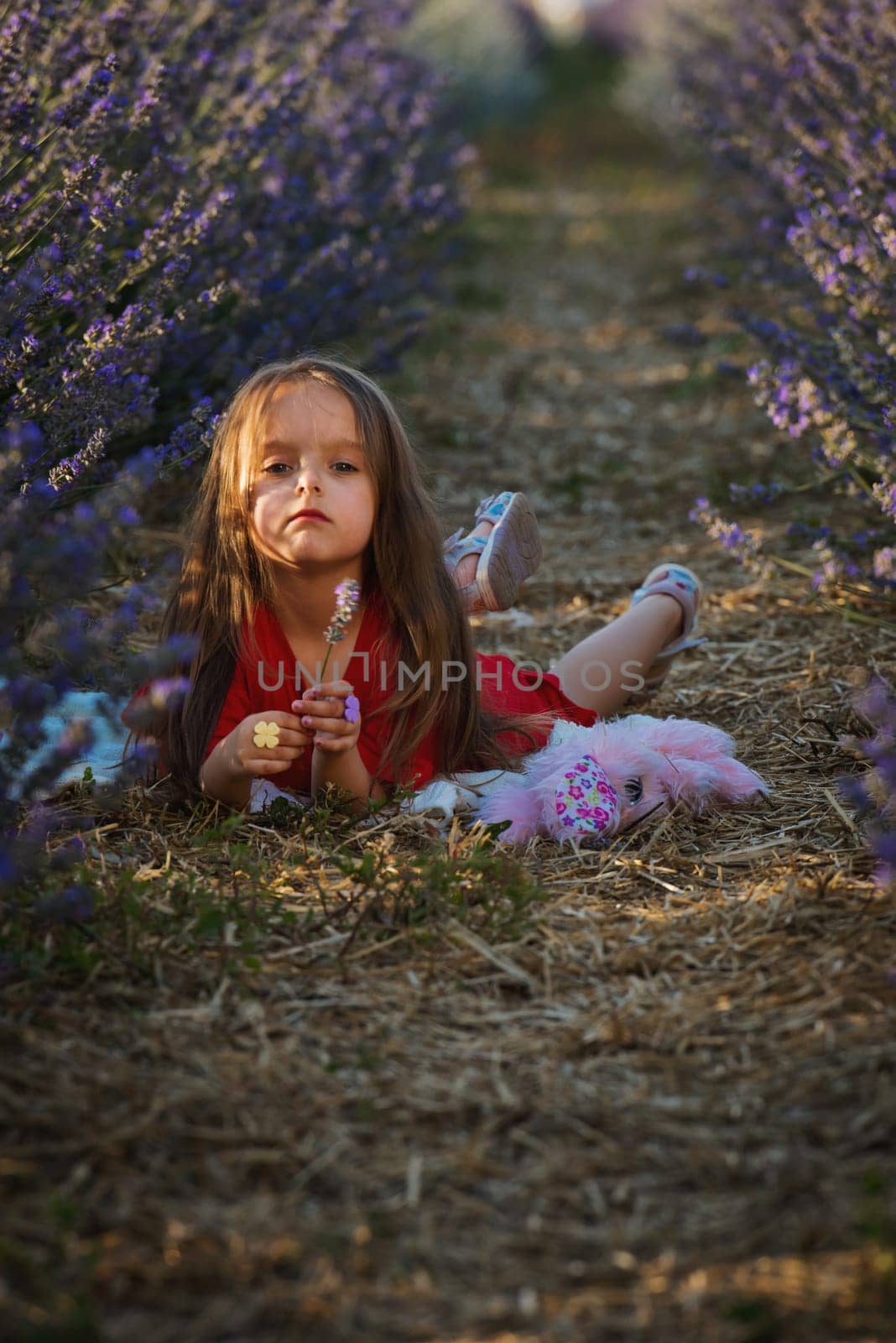 Portrait of cute little girl in the lavender flowers in meadow.