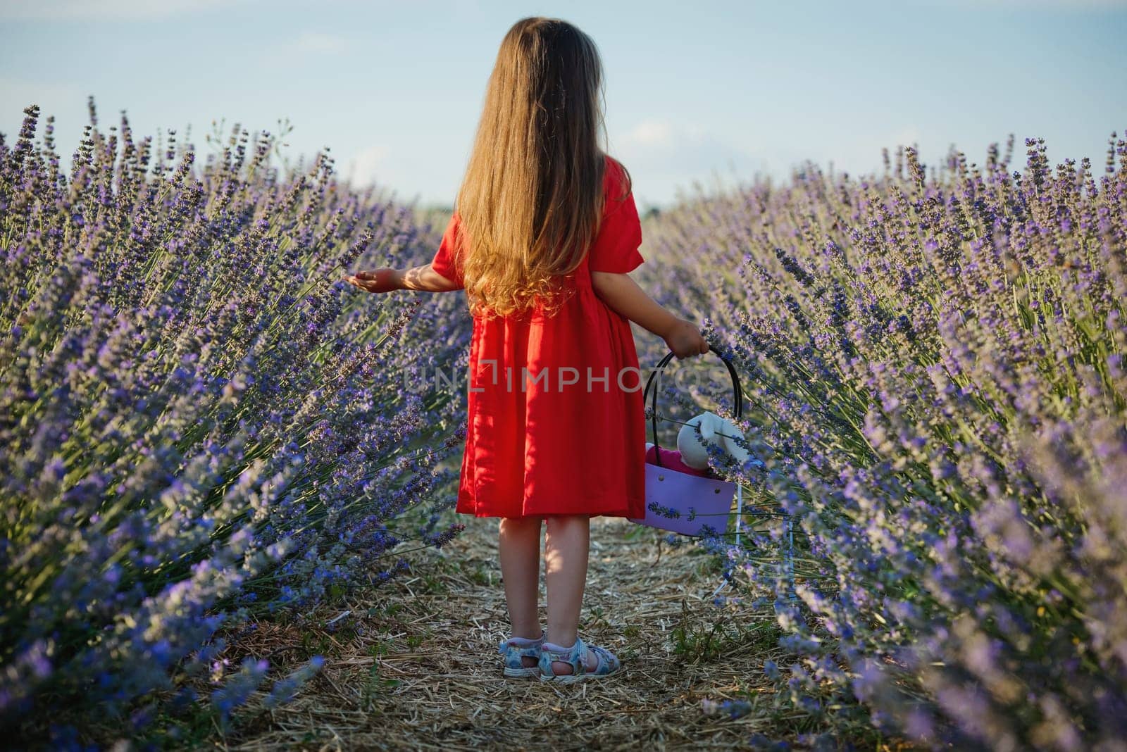 A 4-5 year old girl in a red dress walks through a lavender field in nice summer weather. View from the back.