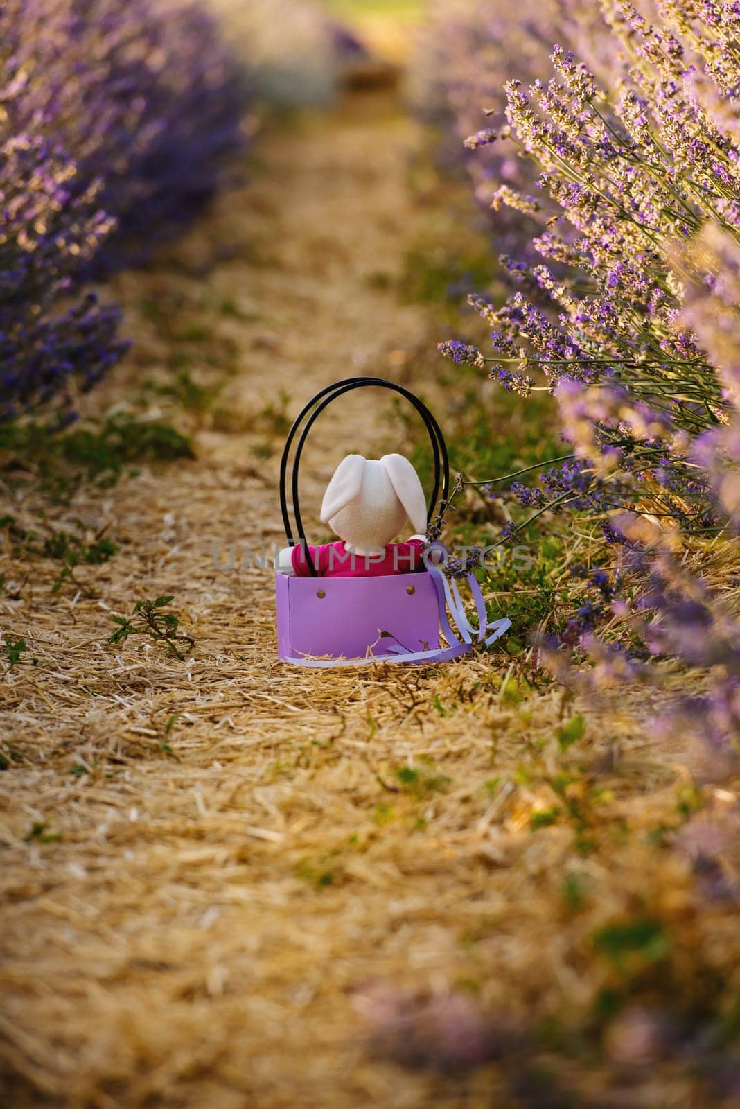 Toy plush bunny in a basket on a lavender field. by leonik