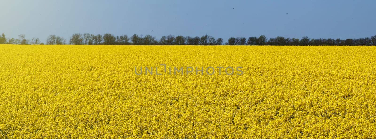 Yellow field of blooming rapeseed and blue sky by Annado