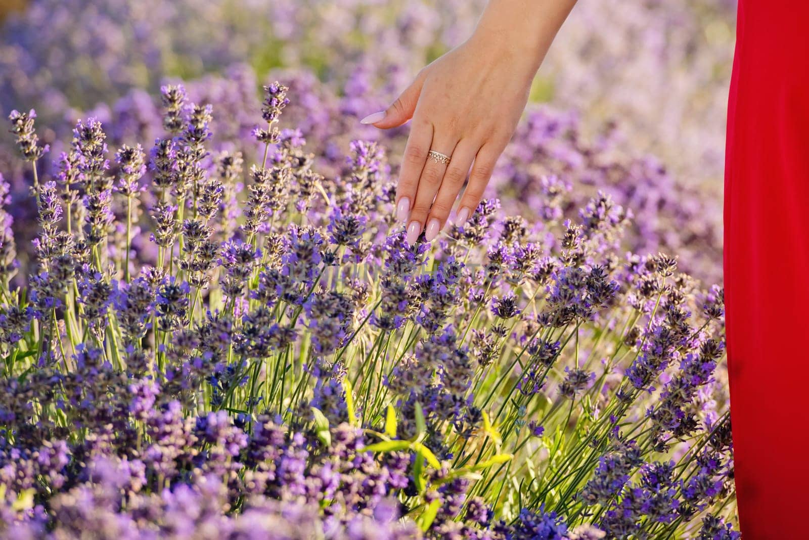 Woman's hand touching lavender. Close-up. by leonik