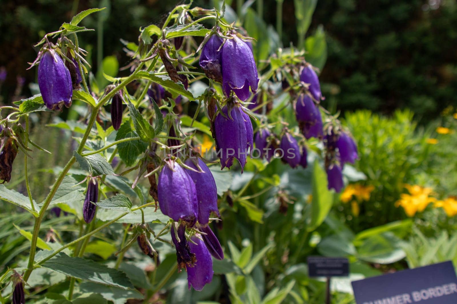 Purple Sarastro Campanuia at Botanical Gardens Wichita Kansas by gena_wells