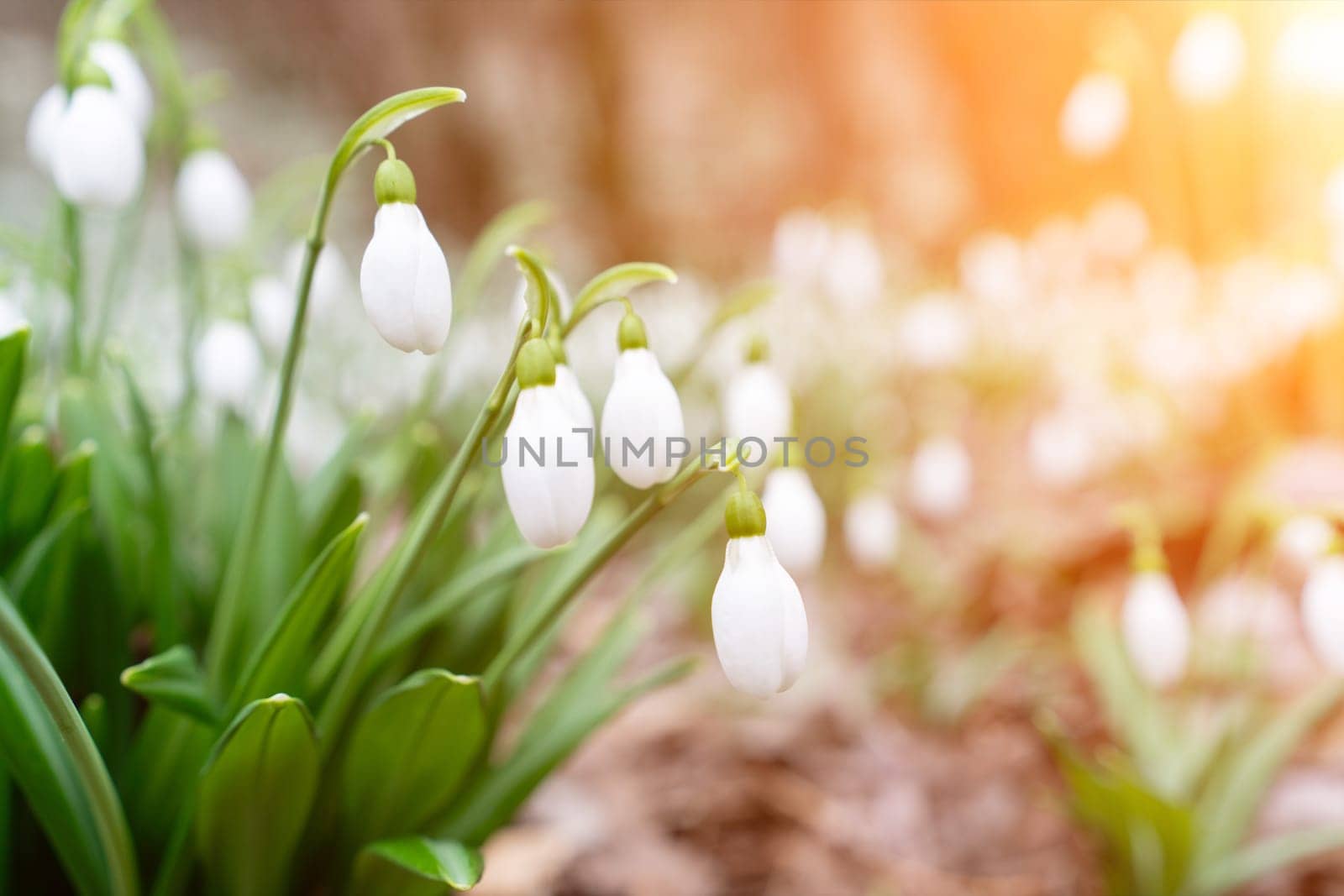 Spring snowdrop snowflake flowers blooms. Snowdrops, Galanthus nivalis, in flower in February. Snowdrops in the forest.