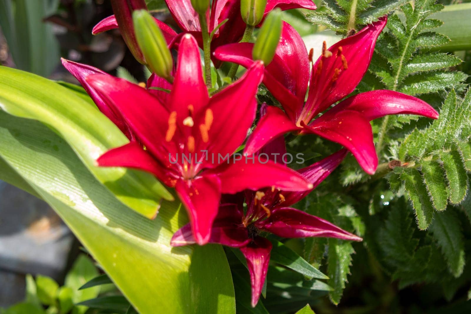 Top Side View of a Brunch of dark red Lilys in the Botanica Gardens Wichita Kansas. High quality photo