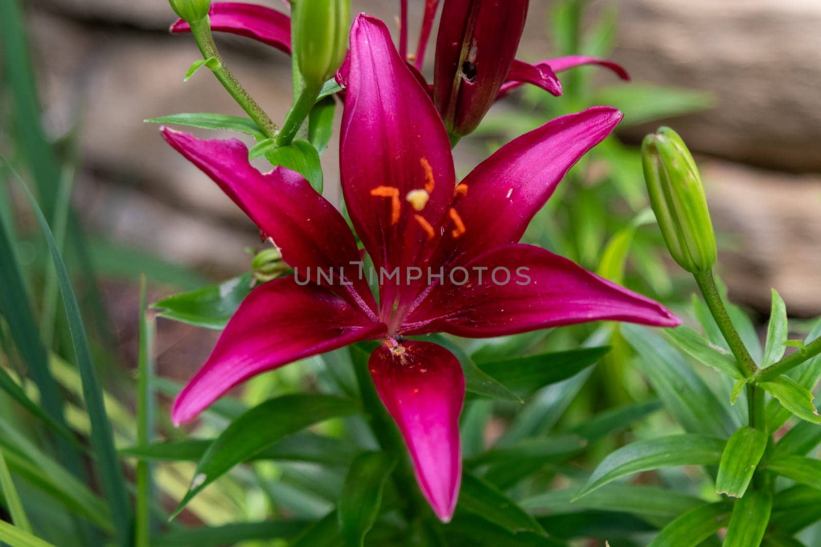 Single dark red Lilys in the Botanica Gardens Wichita Kansas. High quality photo