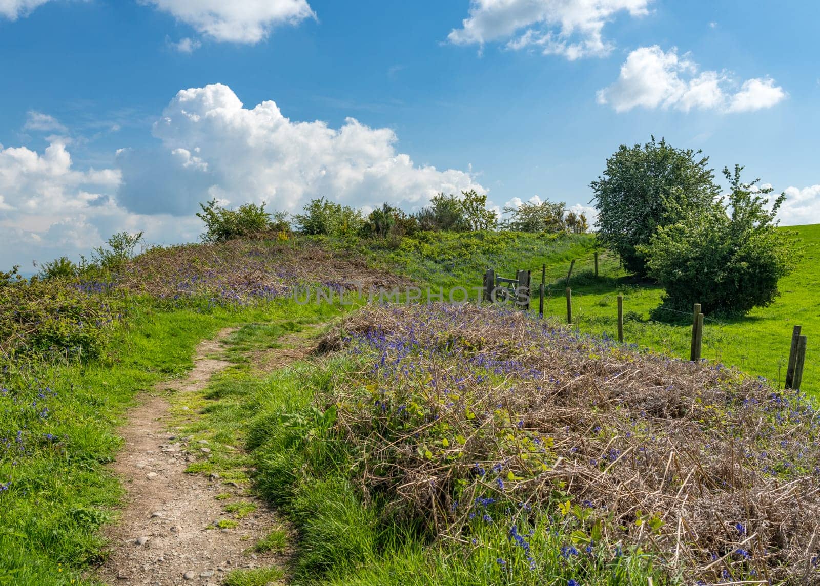 Bluebells by the path on Old Oswestry hill fort in Shropshire by steheap