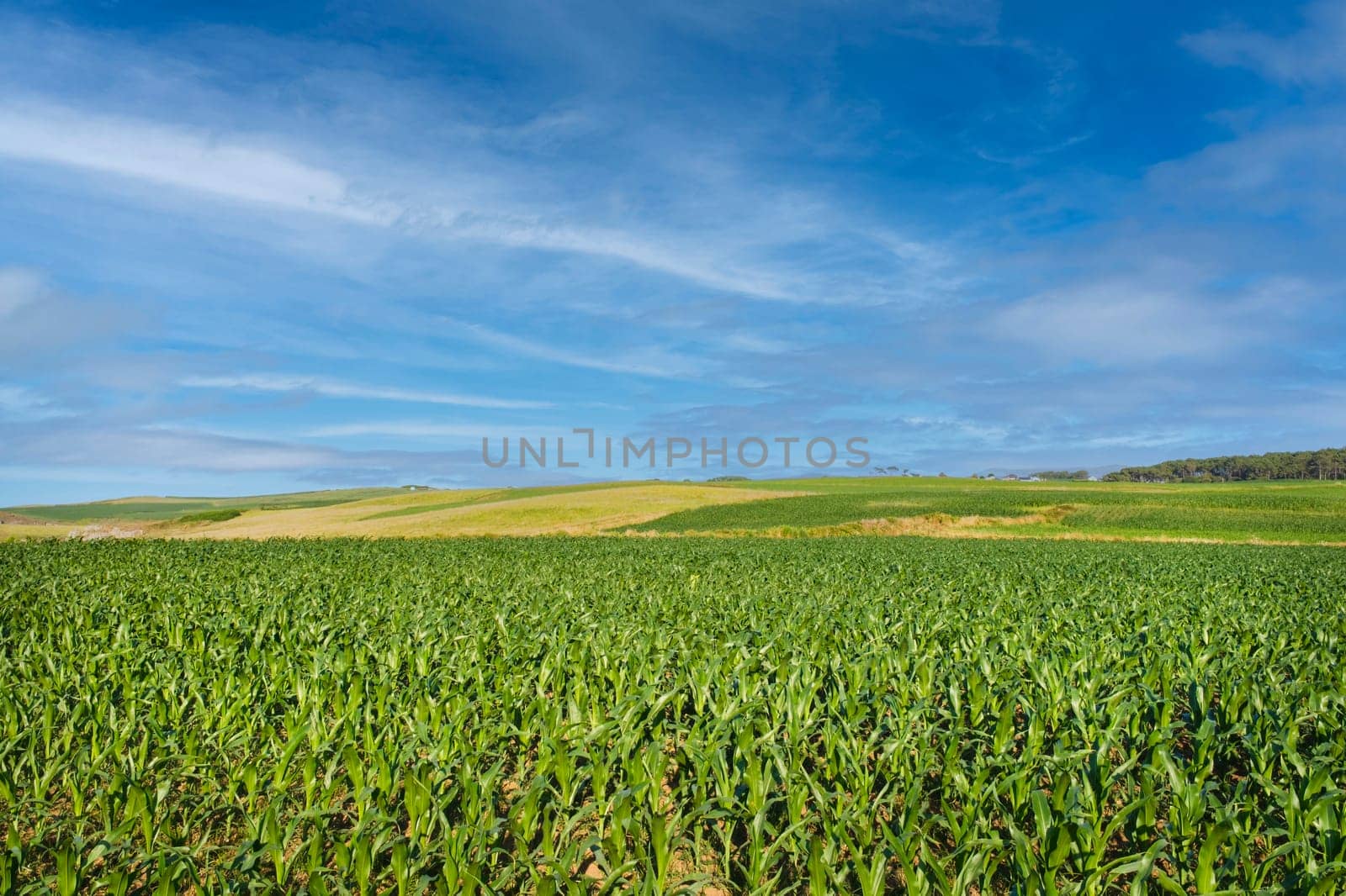 Close-up of a corn field with a horizon in the background. by csbphoto