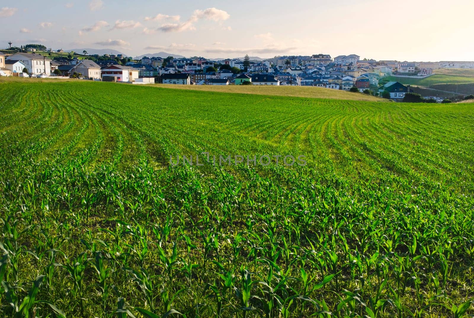 Close-up of a corn plantation with the village of Puerto de Vega in Cantabria and the sunset sky in the background.