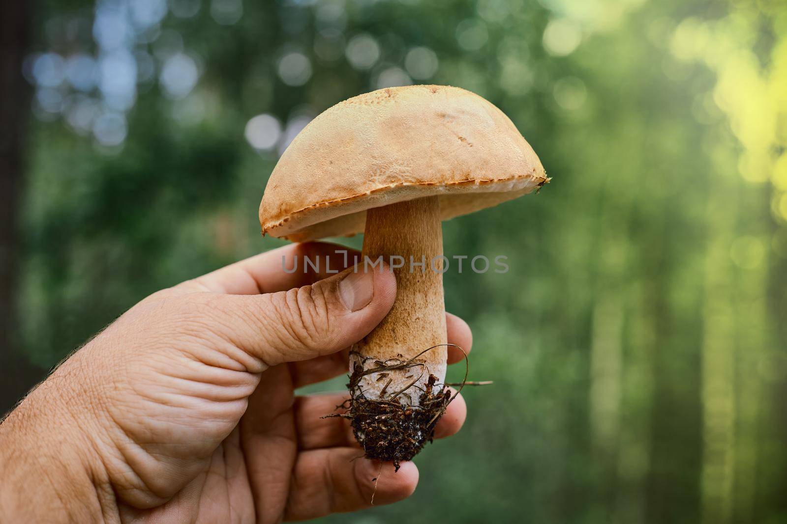 White mushroom close up in the hand of a man in a summer forest.