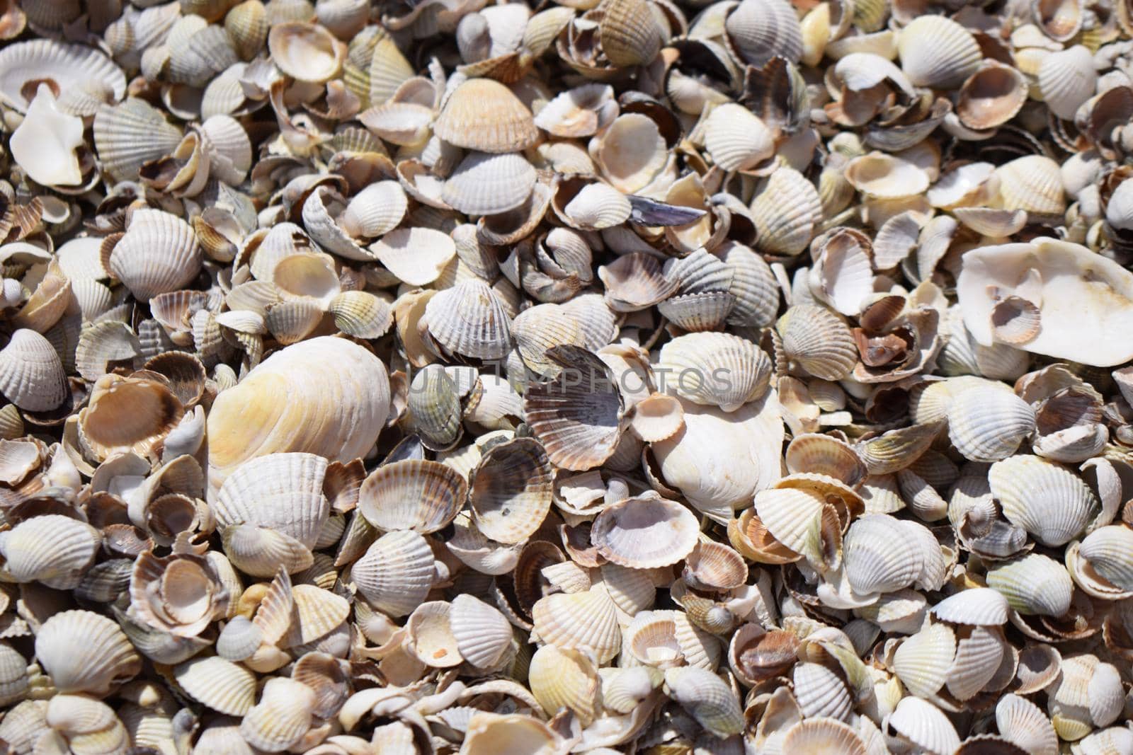 Sea shells composition. Natural background of broken seashells on the beach.