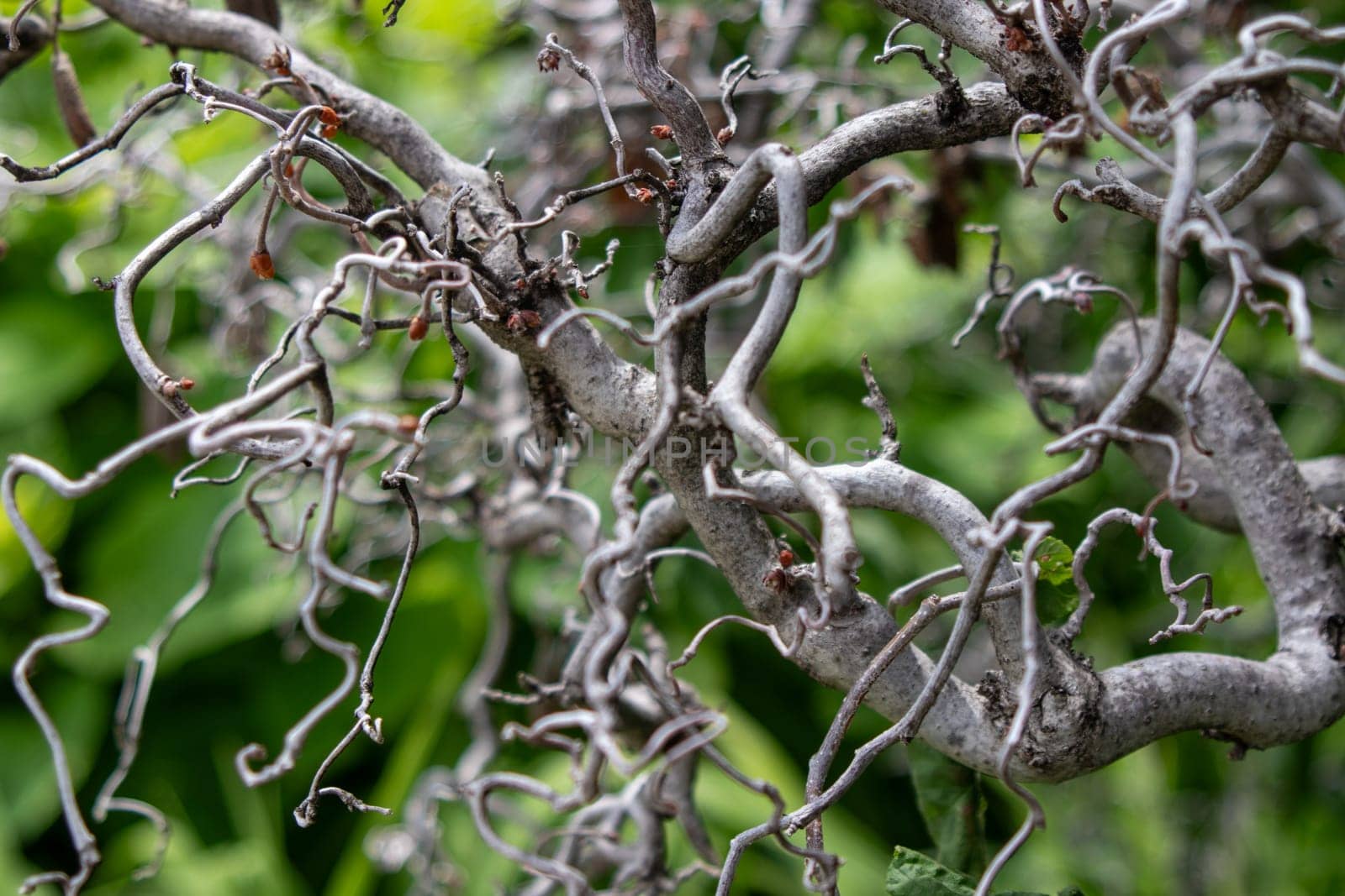 Side view of Close up Cork Screw branches on a tree . High quality photo
