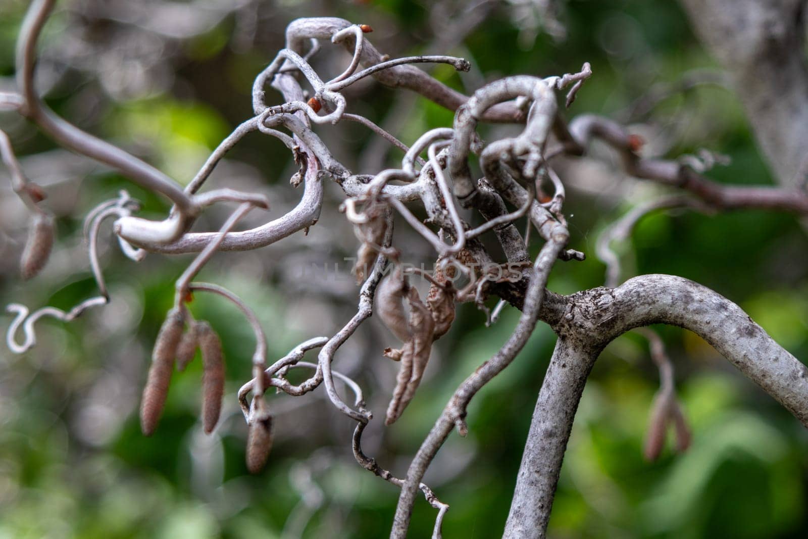 Close up Cork Screw branches on a tree by gena_wells