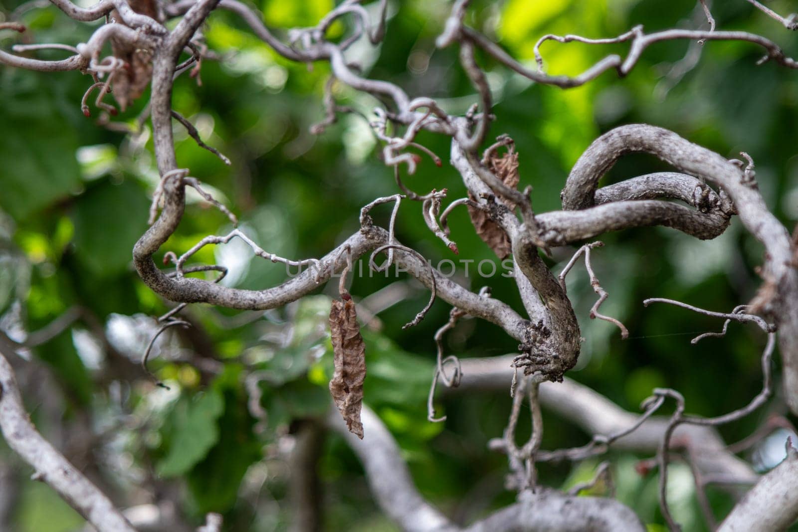 Close up Cork Screw branches on a tree by gena_wells
